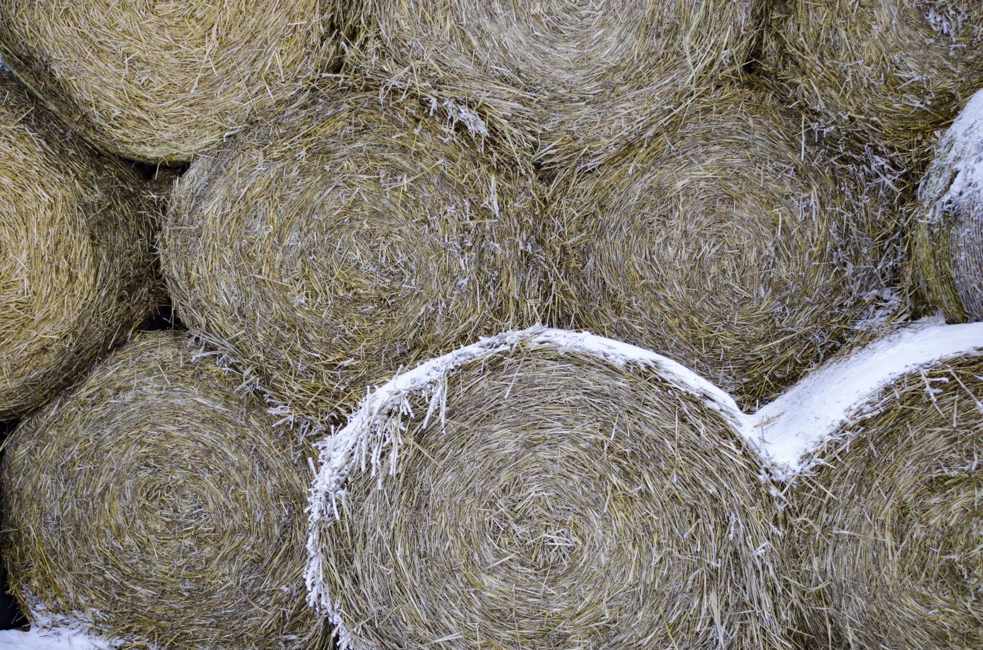 Где найти сено. Тюк сена вес 500кг. Сено 500 тюков. Солома пшеничная тюк (20 кг). Тюк сена 400 кг.