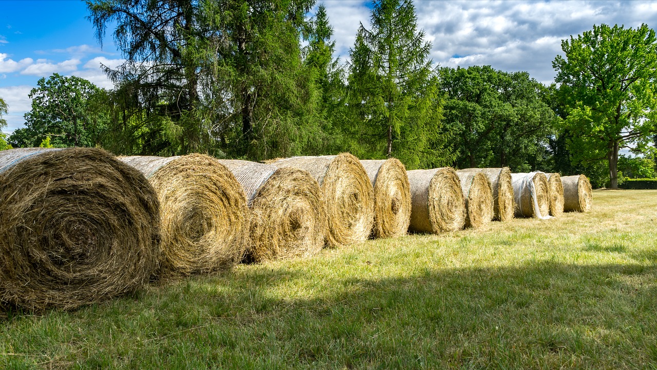 Šieno Ryšulius,  Hay,  Pobūdį,  Vasara,  Kraštovaizdis,  Bale,  Žolė,  Meadow,  Rulonus, Nemokamos Nuotraukos