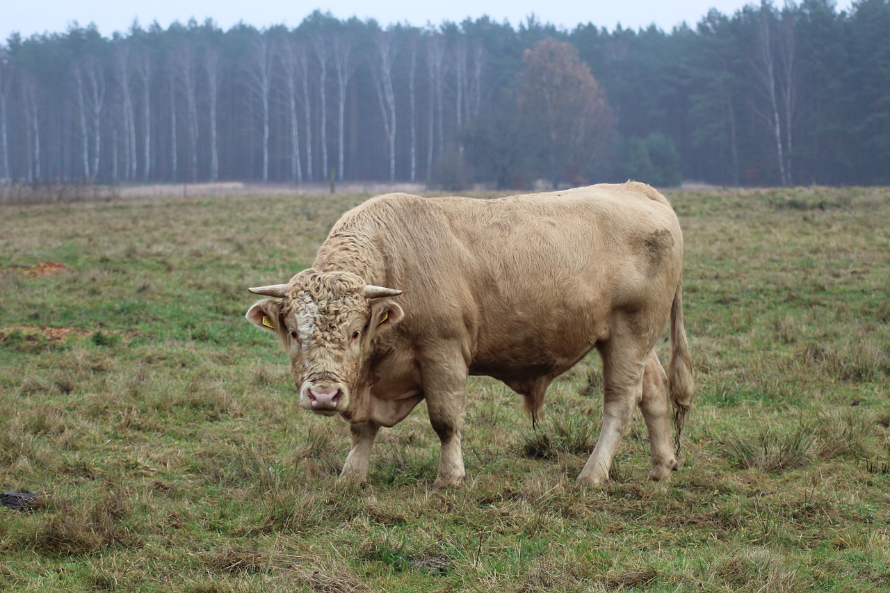 Hayfield,  Žinduoliai,  Vejos,  Galvijų Gyvūnai, Nemokamos Nuotraukos,  Nemokama Licenzija