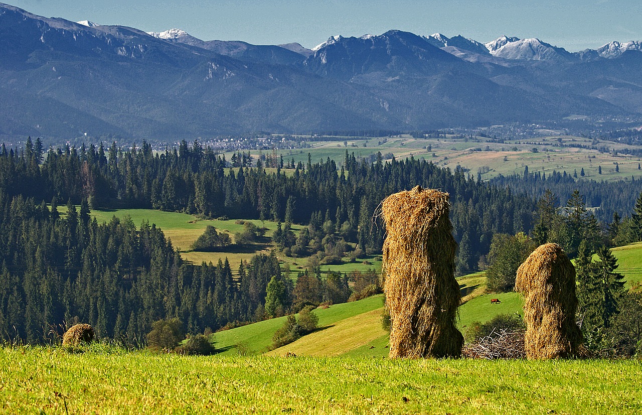 Šienavimas, Derlius, Kopkio Šienas, Šieno Kaminai, Vaizdas, Kraštovaizdis, Gamta, Ruduo, Pievos, Miškas