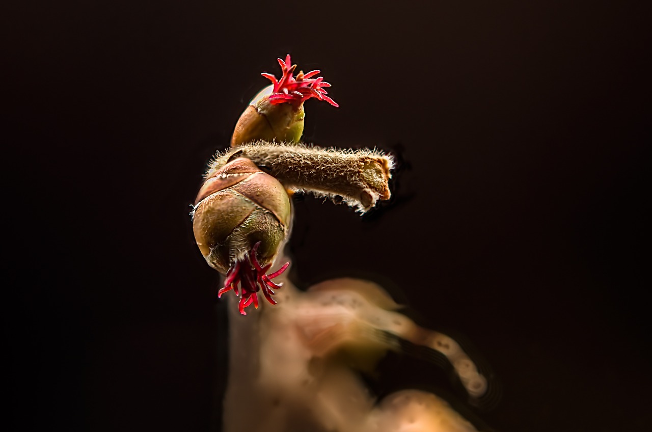 Lazdynas, Lazdyno Gėlė, Moteris, Corylus Avellana, Makro, Nemokamos Nuotraukos,  Nemokama Licenzija