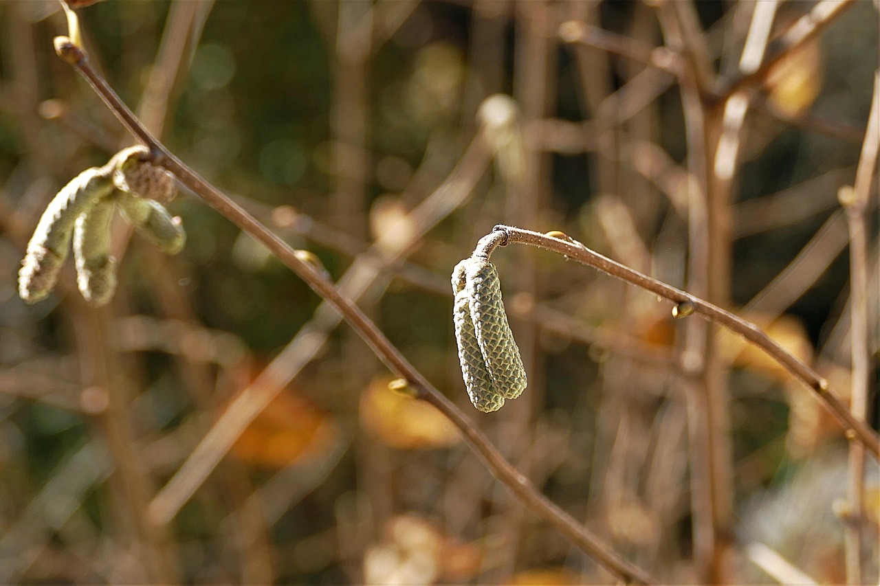 Lazdynas, Bendras Lazdynas, Corylus Avellana, Beržo Šiltnamio, Dešra, Krūmas, Nemokamos Nuotraukos,  Nemokama Licenzija