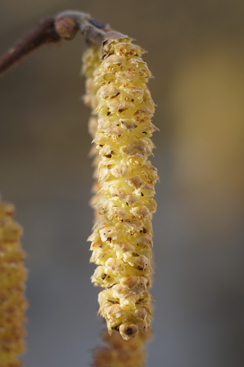 Lazdynas, Žiedas, Žydėti, Patinas, Žiedų Kačiukas, Pavasaris, Corylus Avellana, Kačiukas, Nemokamos Nuotraukos,  Nemokama Licenzija