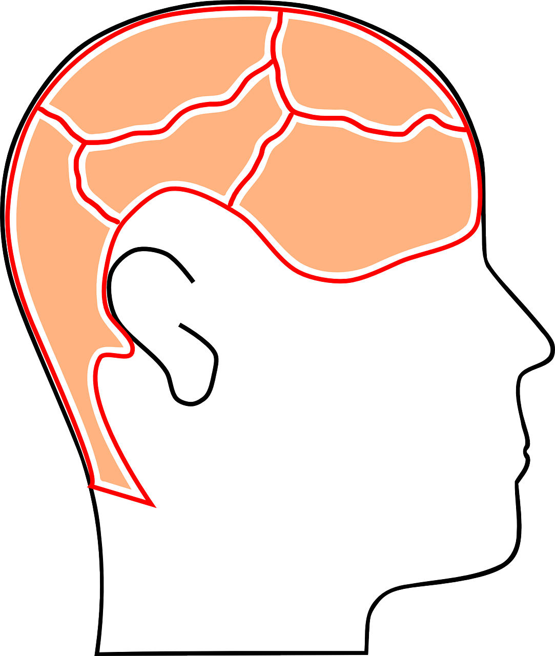 Galva, Smegenys, Protas, Smegenų Audra, Atmintis, Organas, Žmogus, Žvalgyba, Mokslas, Nemokama Vektorinė Grafika