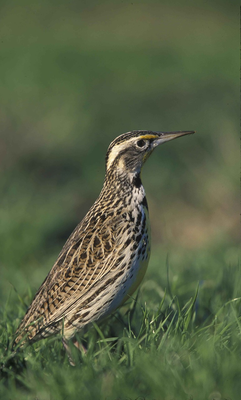 Galva, Paukštis, Meadowlark, Vakarų, Paukščiai, Gyvūnai, Fauna, Nemokamos Nuotraukos,  Nemokama Licenzija