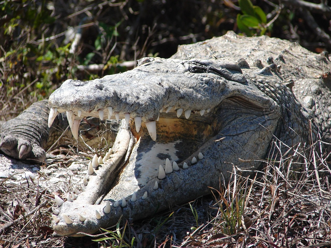 Galva, Krokodilas, Krokodilai, Aligatoriai, Varliagyviai, Ropliai, Gyvūnai, Fauna, Nemokamos Nuotraukos,  Nemokama Licenzija