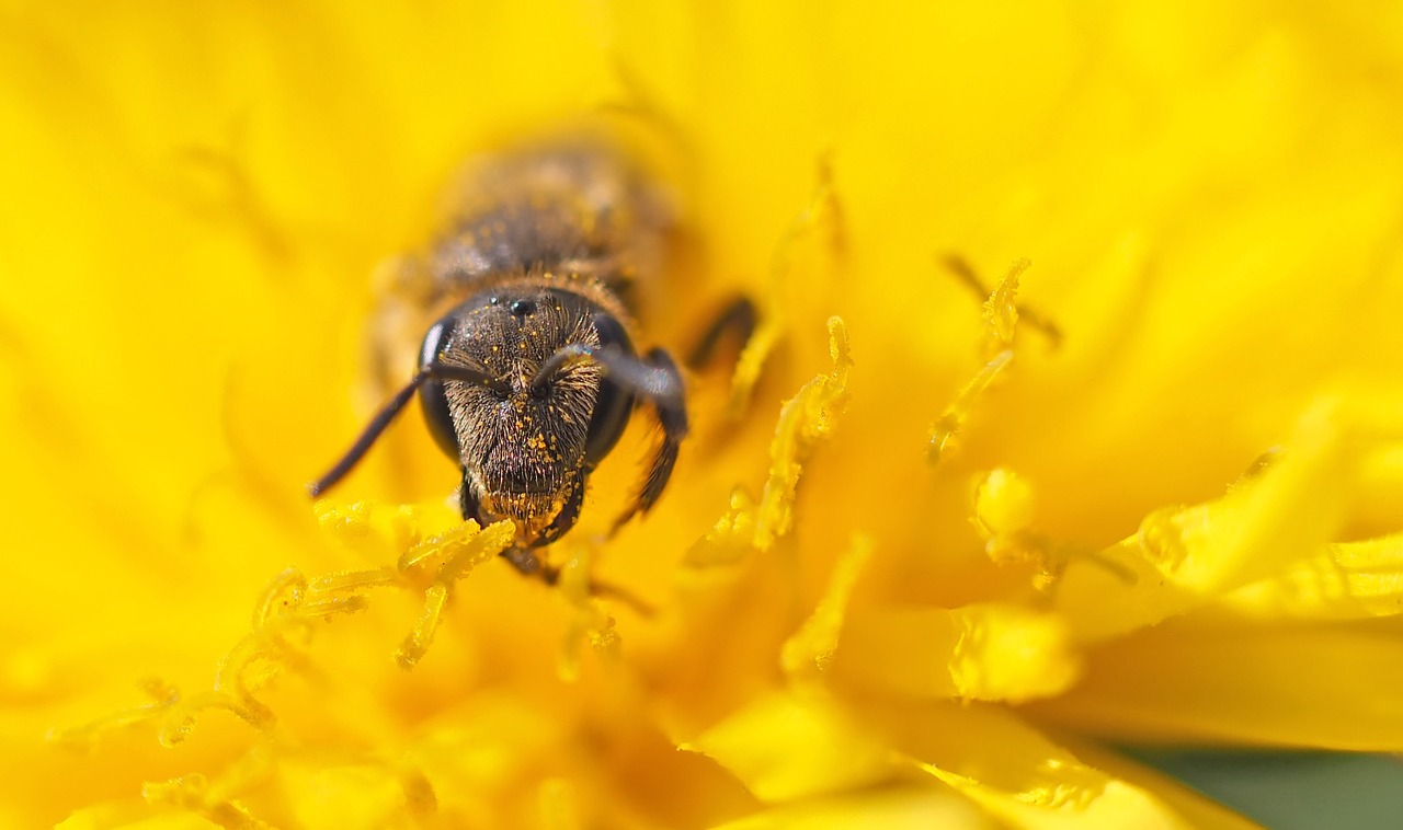 Vabzdys, Augalas, Gamta, Nemokamos Nuotraukos,  Nemokama Licenzija