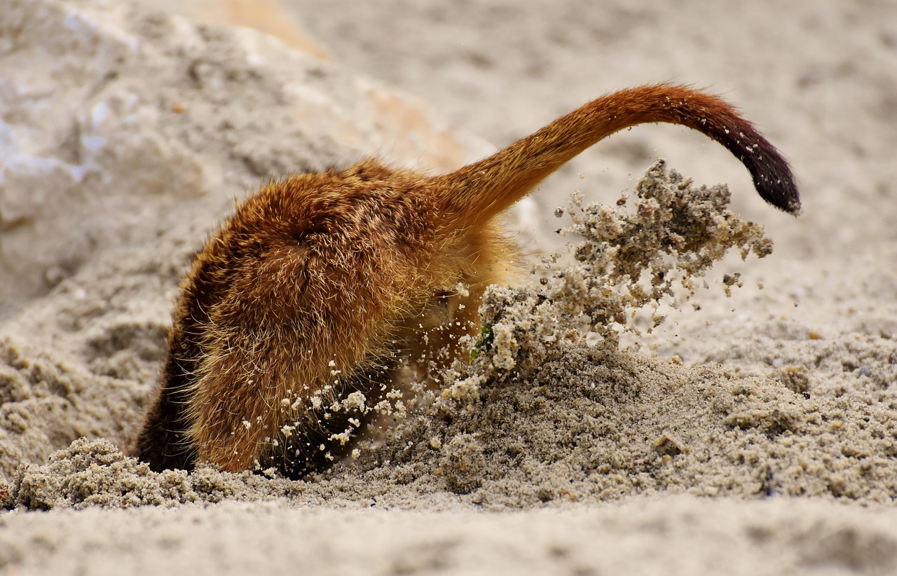 Galva Įstrigo Smėlyje,  Figūra Kalboje,  Meerkat,  Kasti,  Smėlis,  Įsišaknijimui,  Gyvūnas,  Pobūdį,  Zoo,  Tiergarten