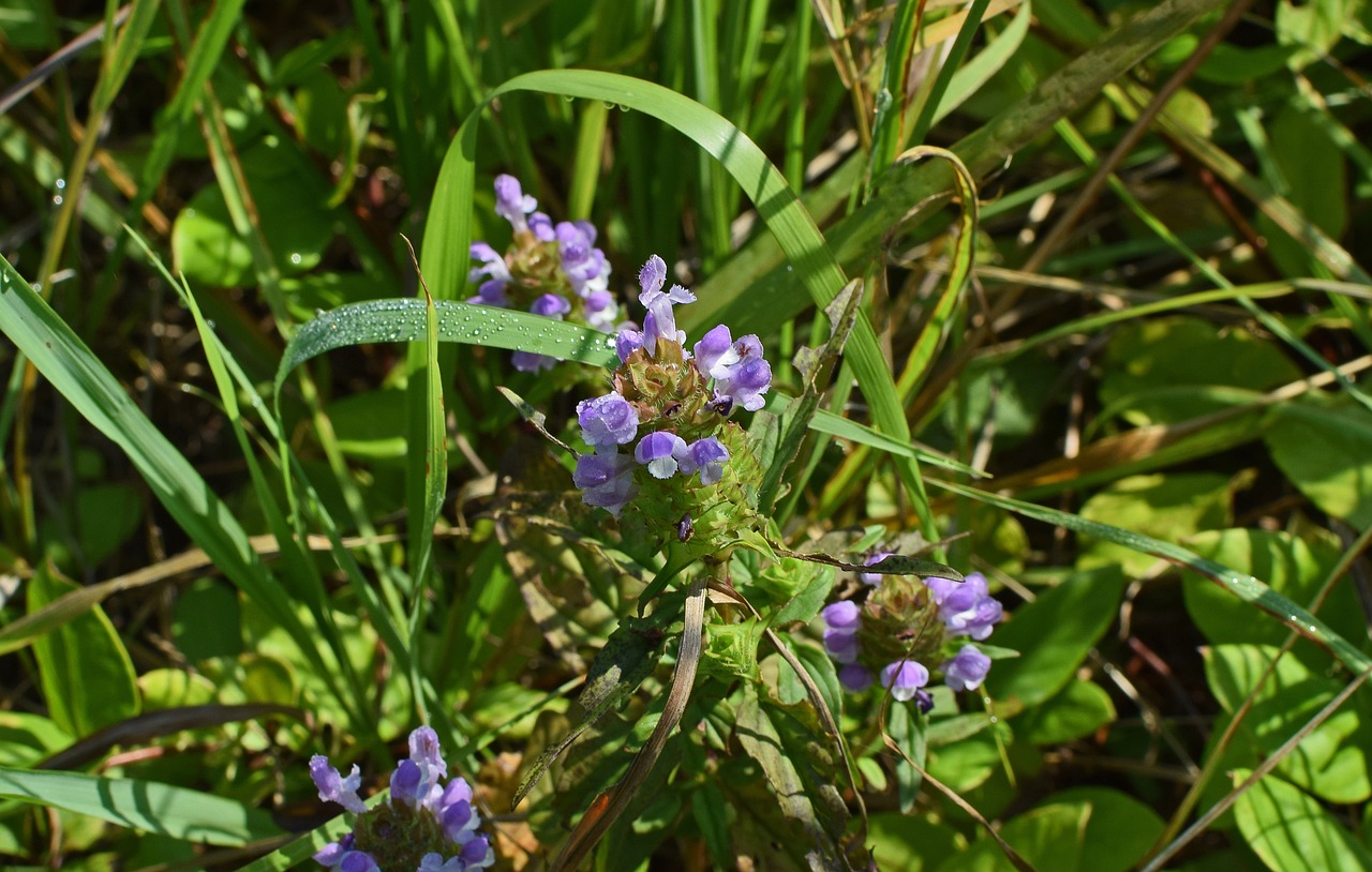 Gydyti Viską, Gėlė, Žiedas, Žydėti, Gamta, Augalas, Violetinė, Medicinos, Žolė, Spalvinga