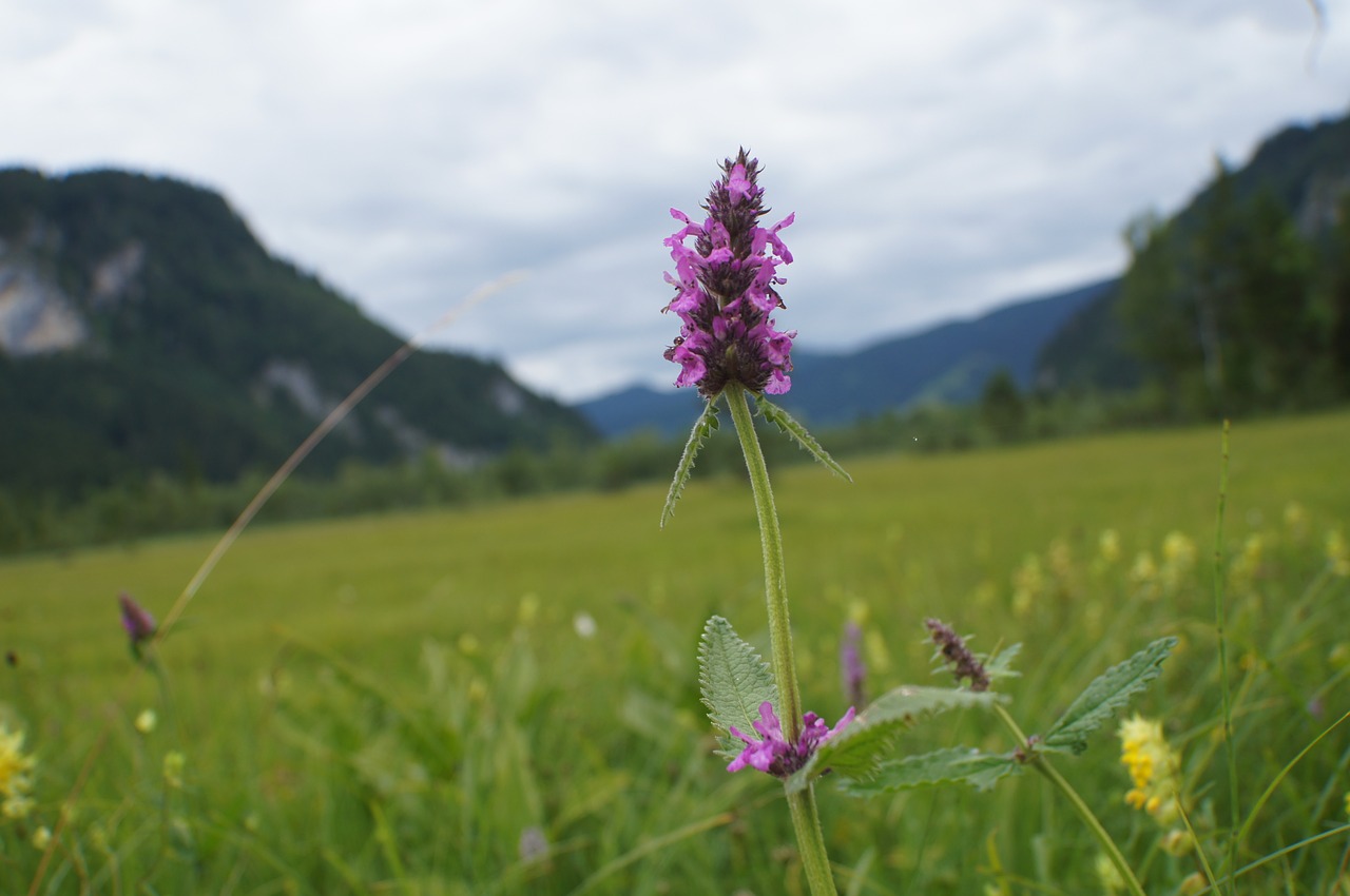 Gijimas Betono, Betonica Officinalis, Žiedas, Žydėti, Reali Betonie, Vaistinis Augalas, Stachys, Nemokamos Nuotraukos,  Nemokama Licenzija