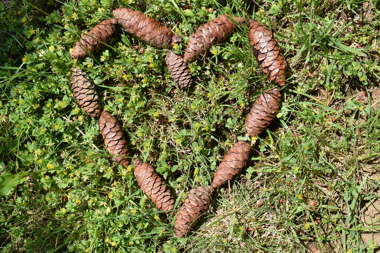 Širdis, Bakstelėkite, Pušies Kankorėžiai, Gamta, Kaimiškas, Tiesiog, Sveiki, Meilė, Gražus, Gimtoji