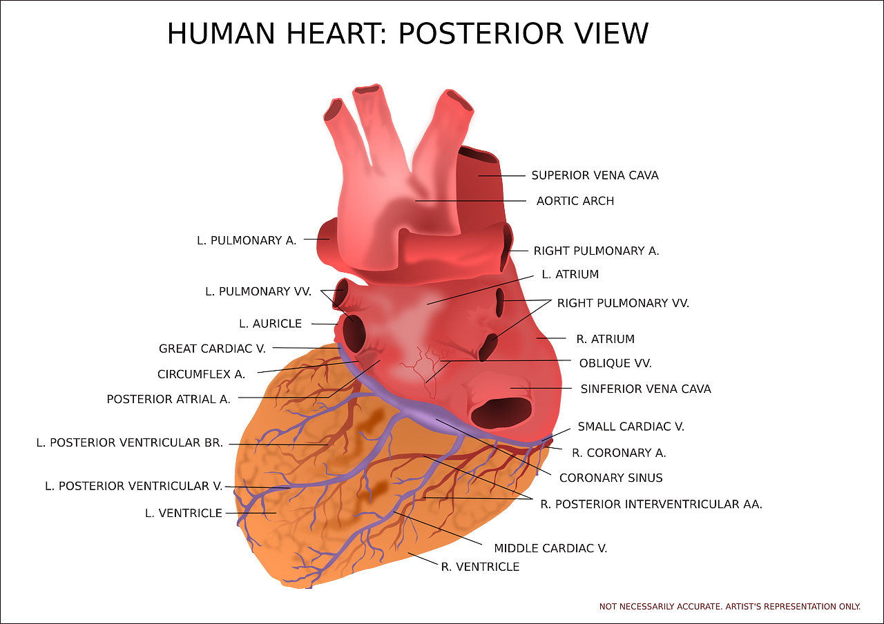 Širdis, Skilvelis, Organas, Žmogus, Anatomija, Medicinos, Medicina, Diagnostika, Širdies Plakimas, Impulsas