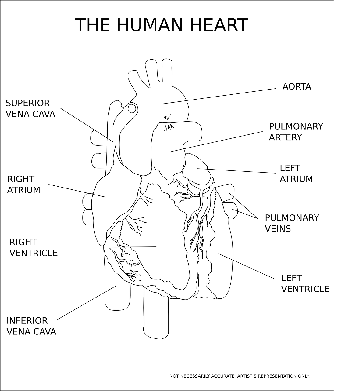 Širdis, Skilvelis, Organas, Žmogus, Anatomija, Medicinos, Medicina, Diagnostika, Širdies Plakimas, Impulsas