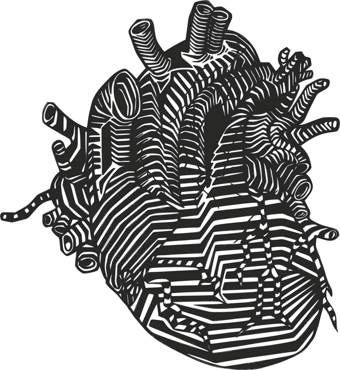 Širdis, Venos, Arterijos, Anatomija, Kraujotaka, Kraujo Cirkuliacija, Medicina, Skilvelis, Organas, Impulsas