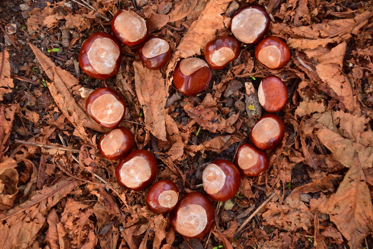 Širdis, Kaštonas, Kaštonų Širdis, Ruda, Žemė, Lapai, Miško Paklotė, Gražus, Romantiškas, Atvirukas