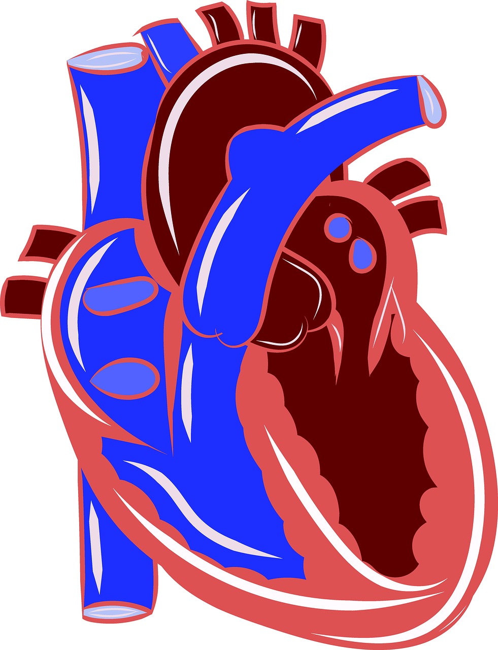 Širdis, Anatomija, Kraujotaka, Sveikata, Medicinos, Žmogus, Organas, Mokslas, Medicina, Biologija