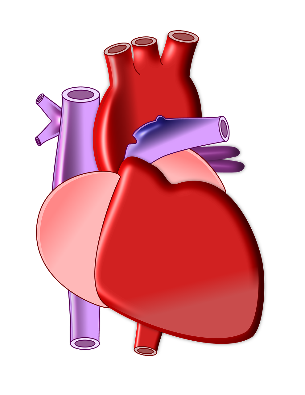 Širdis, Biologija, Organas, Medicinos, Sveikata, Kūnas, Sveikatos Apsauga, Širdies Ir Kraujagyslių Sistemos, Kardiologija, Nemokamos Nuotraukos