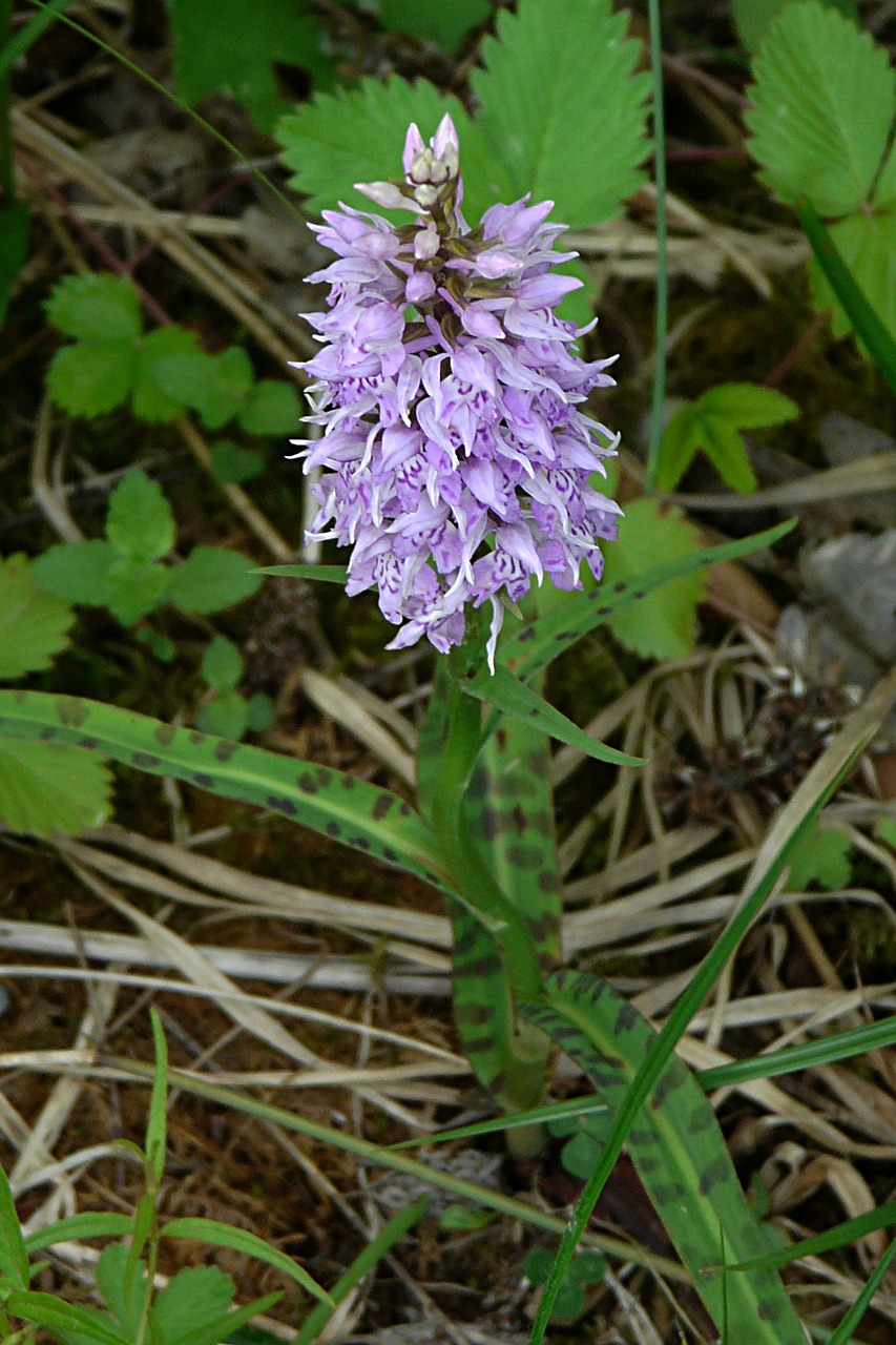 Heath Spotted Orchid, Orchidėja, Saugoma Augalija, Nemokamos Nuotraukos,  Nemokama Licenzija