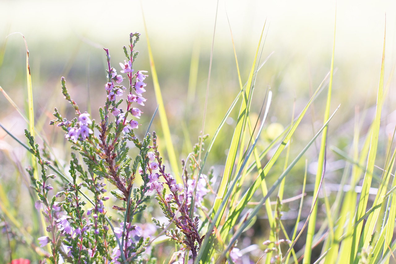 Virėja, Gėlė, Augalas, Gamta, Uždaryti, Gėlės, Fonas, Ericaceae, Rožinis, Pastelė