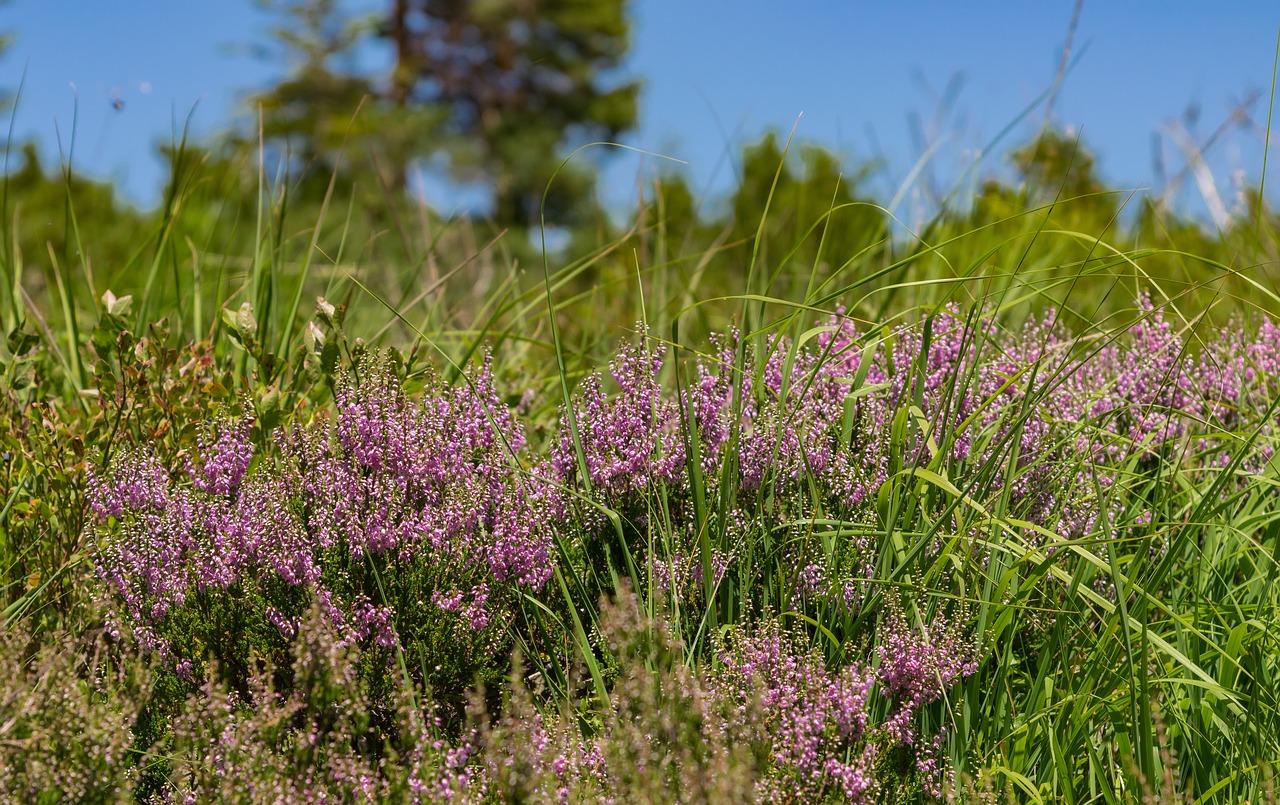 Virėja, Erika, Žydėti, Augalas, Žiedas, Žydėti, Gamta, Erica, Ericaceae, Uždaryti