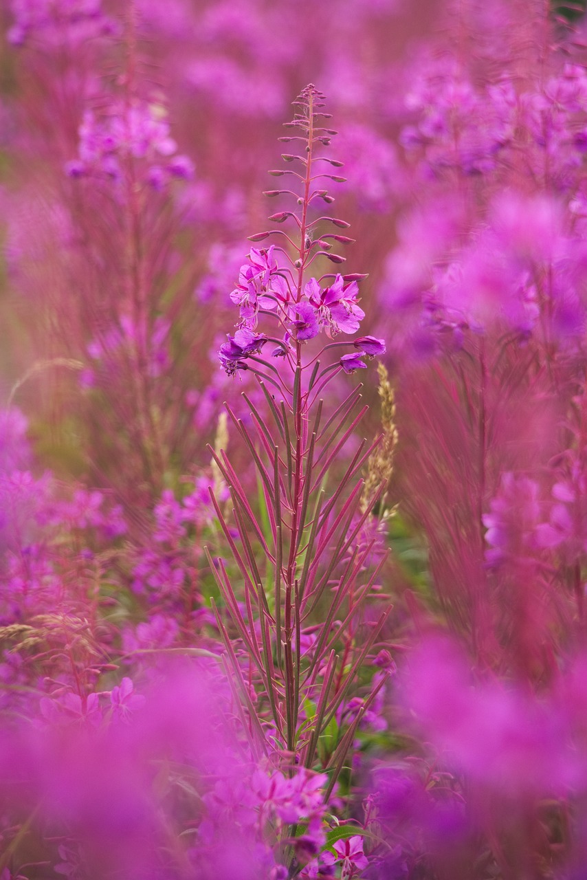 Virėja, Augalas, Gėlė, Žydėti, Flora, Violetinė, Erica, Ericaceae, Nemokamos Nuotraukos,  Nemokama Licenzija