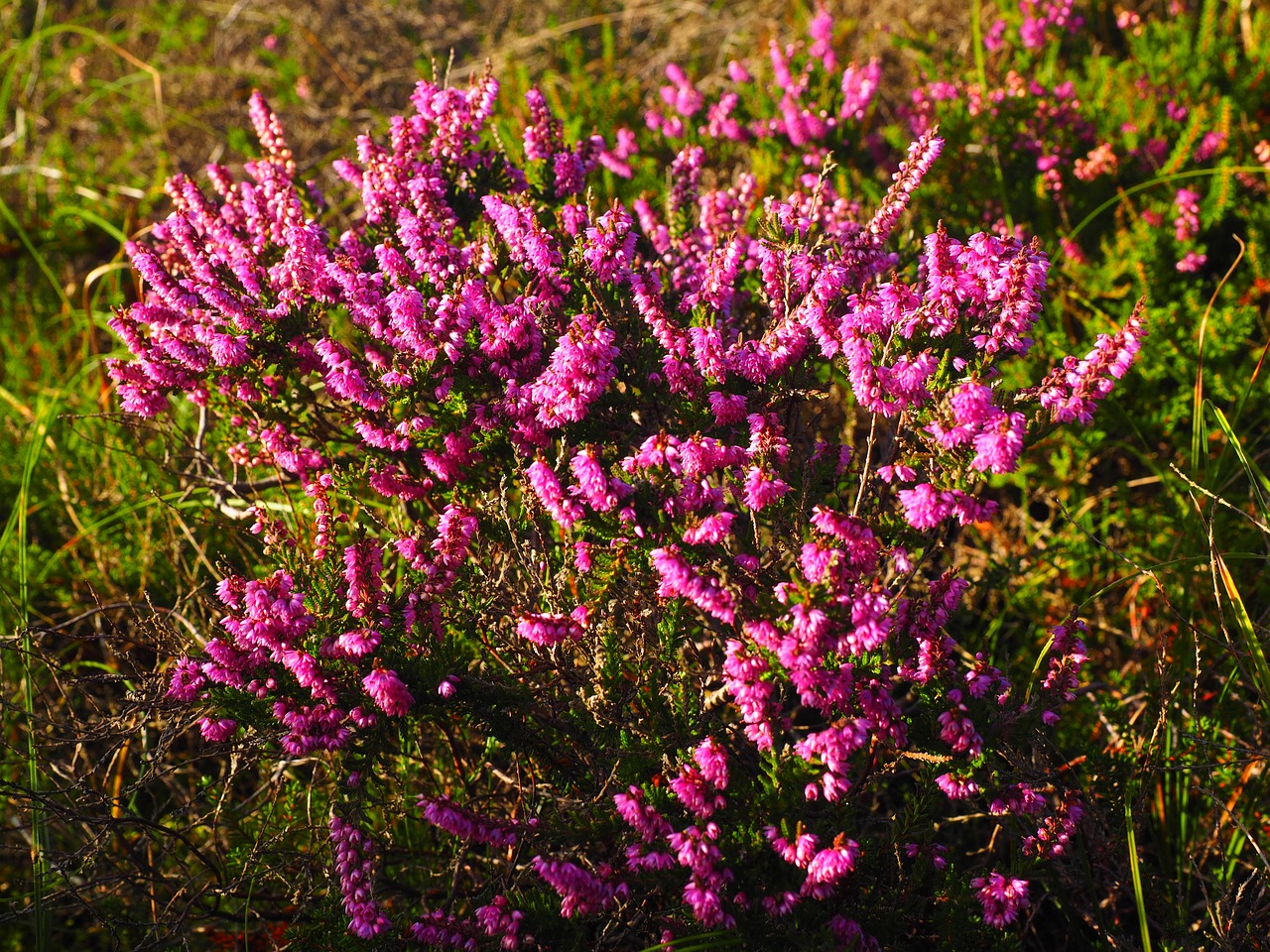 Virėja, Heide, Gėlės, Rožinis, Kaluna Vulgaris, Calluna, Žalia Virškėlis, Ericaceae, Heathland, Nykštukas Krūmas