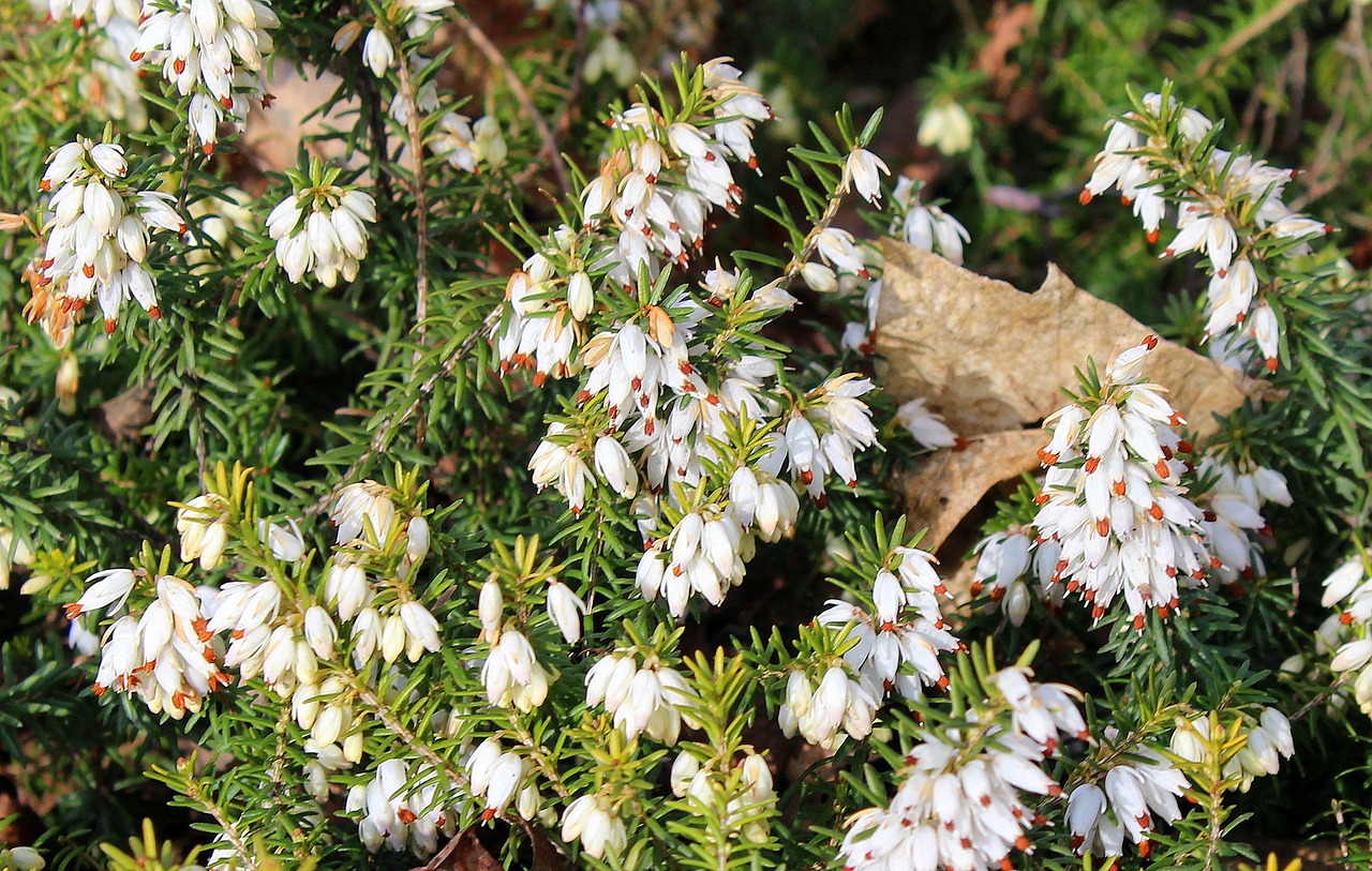 Virėja,  Erica,  Dekoratyvinis Krūmas,  Baltos Gėlės,  Gamta,  Augalas,  Iš Arti,  Be Honoraro Mokesčio, Nemokamos Nuotraukos,  Nemokama Licenzija