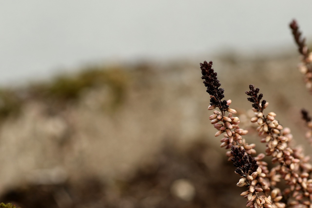 Heather,  Pobūdį,  Lauke,  Floros,  Gėlė, Nemokamos Nuotraukos,  Nemokama Licenzija