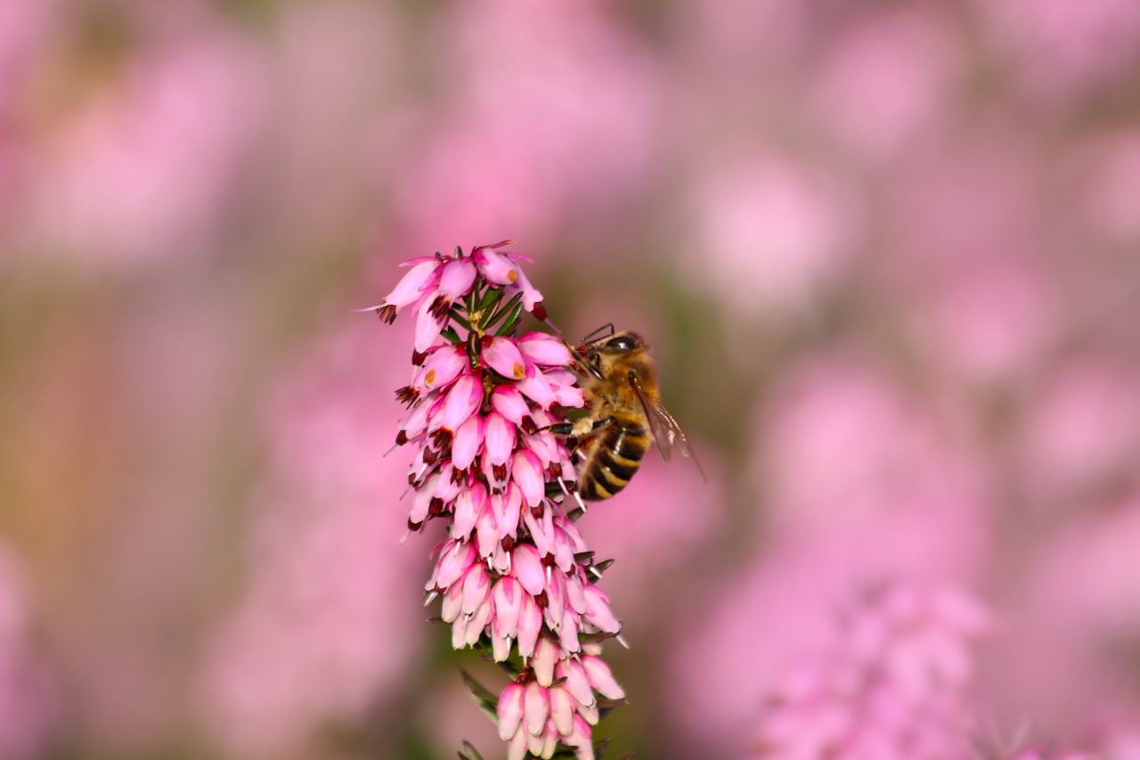 Heather,  Bičių,  Žydėjimo,  Augalų,  Pavasaris, Nemokamos Nuotraukos,  Nemokama Licenzija