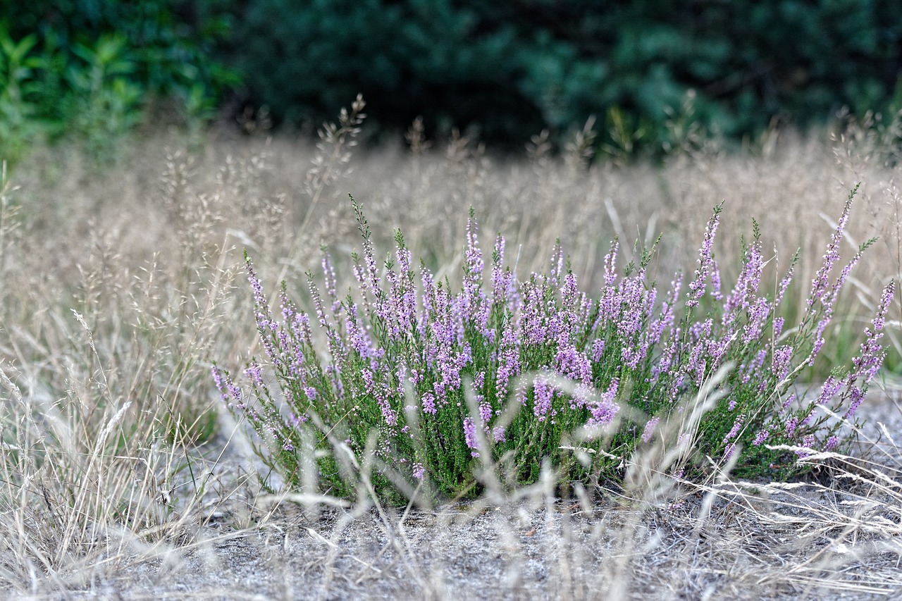 Heather,  Violetinė,  Viržiai,  Gėlė,  Rožinis,  Ruduo, Nemokamos Nuotraukos,  Nemokama Licenzija