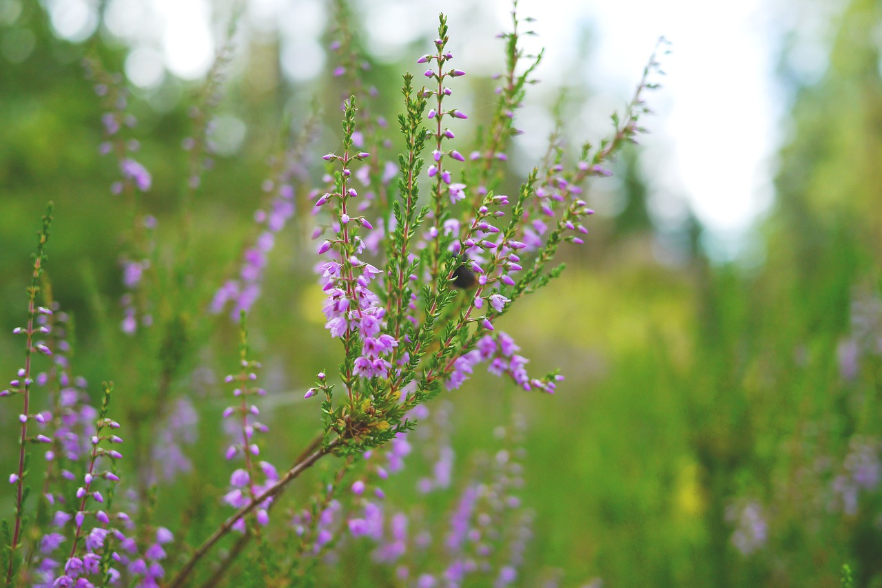 Virėja, Heide, Augalas, Uždaryti, Gamta, Rožinis, Flora, Gėlė, Žiedas, Žydėti