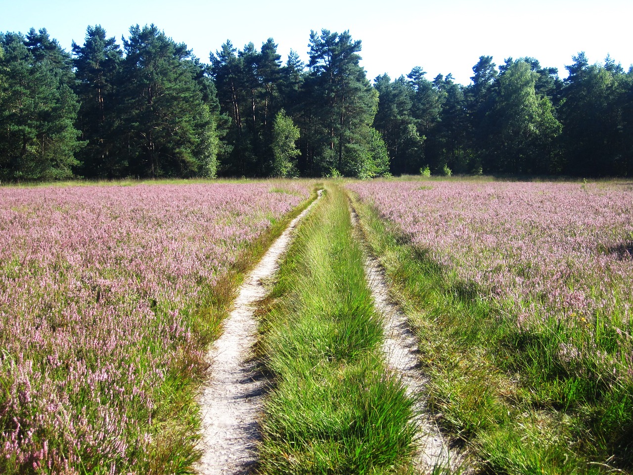 Heather Lane, Heathland, Virėja, Žydėjime, Heide, Kraštovaizdis, Gamta, Toli, Metų Laikas, Rožinis