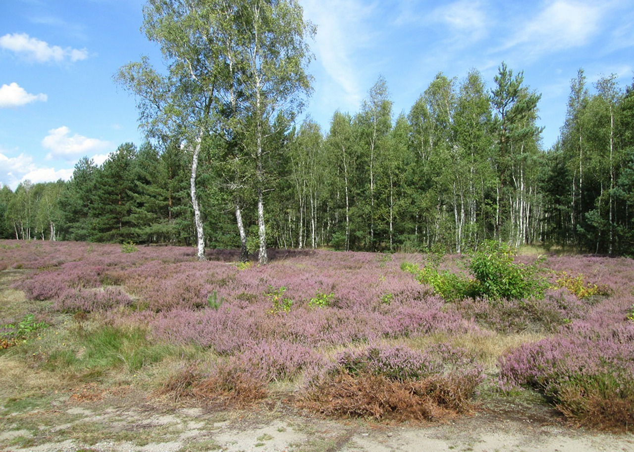 Heathland, Gamta, Virėja, Beržas, Heide, Nemokamos Nuotraukos,  Nemokama Licenzija