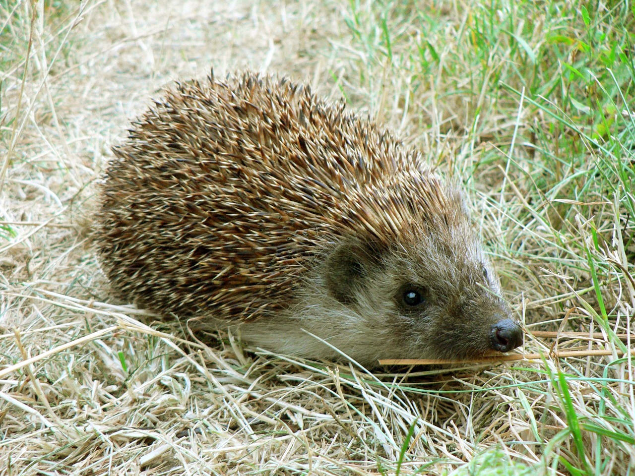 Ežiukas, Žolė, Uždaryti, Akys, Gyvūnas, Ruda, Žalias, Mufeliai, Fazz, Plaukai