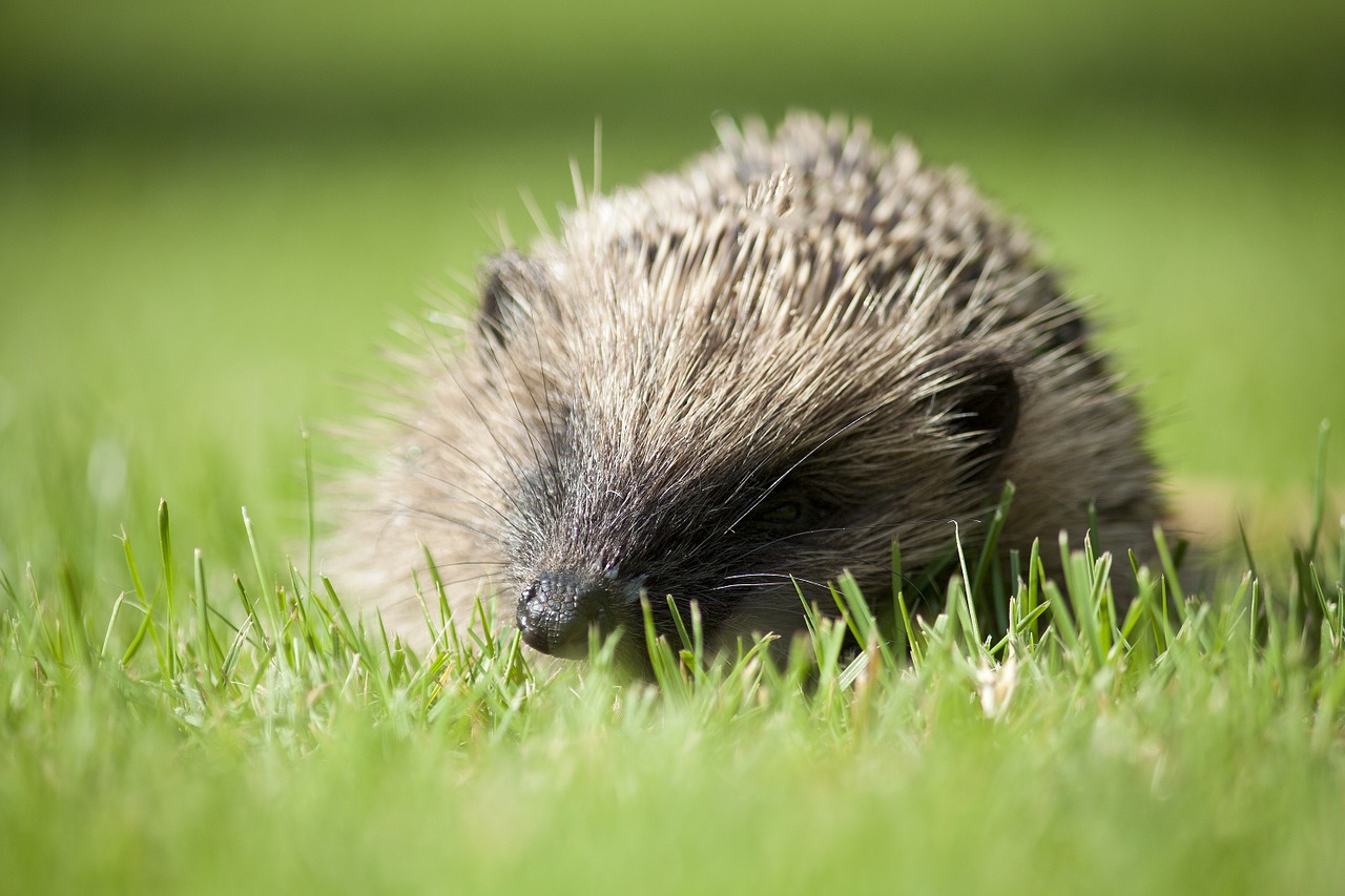 Ežiukas, Anglų Sodo Gyvūnas, Gyvūnas, Britanija, Žinduolis, Šeriai, Kūdikis, Jaunas, Fauna, Nemokamos Nuotraukos