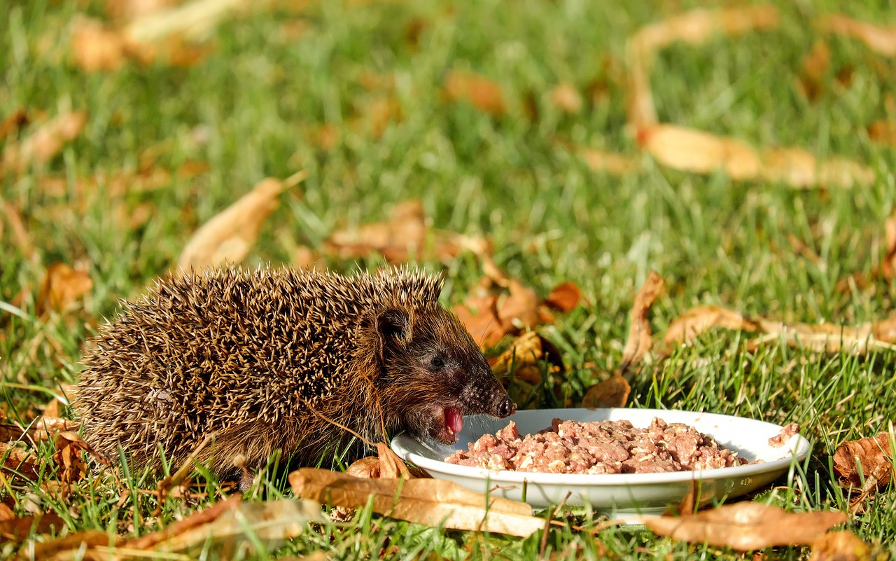 Ežiukas, Gyvūnas, Žinduolis, Paskatinti, Maistas, Sodas, Nemokamos Nuotraukos,  Nemokama Licenzija