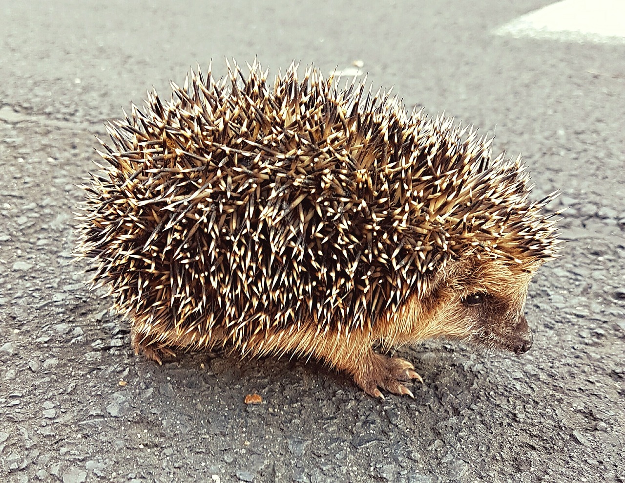 Ežiukas, Saldus, Ežys Kūdikis, Ruduo, Lapai, Juokinga, Gyvūnas, Mielas, Paskatinti, Mygtukų Akys