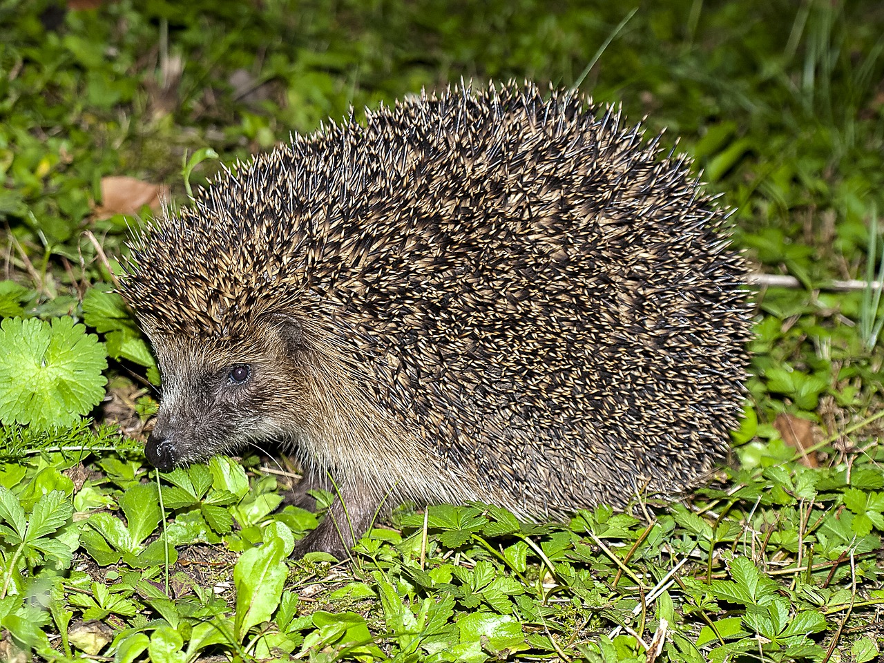 Ežiukas, Gyvūnas, Sodas, Žinduolis, Gamta, Nemokamos Nuotraukos,  Nemokama Licenzija