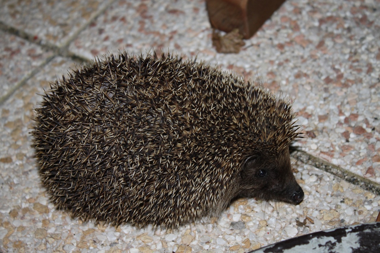 Ežiukas,  Gamta,  Fauna,  Žinduolis,  Gyvūnas,  Lauke,  Be Honoraro Mokesčio, Nemokamos Nuotraukos,  Nemokama Licenzija