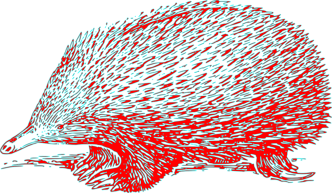 Echidna, Ežiukas, Gyvatvorys, Žinduolis, Smailas, Smailas, Spiked, Laukinė Gamta, Dygliuotas, Kiaukutė