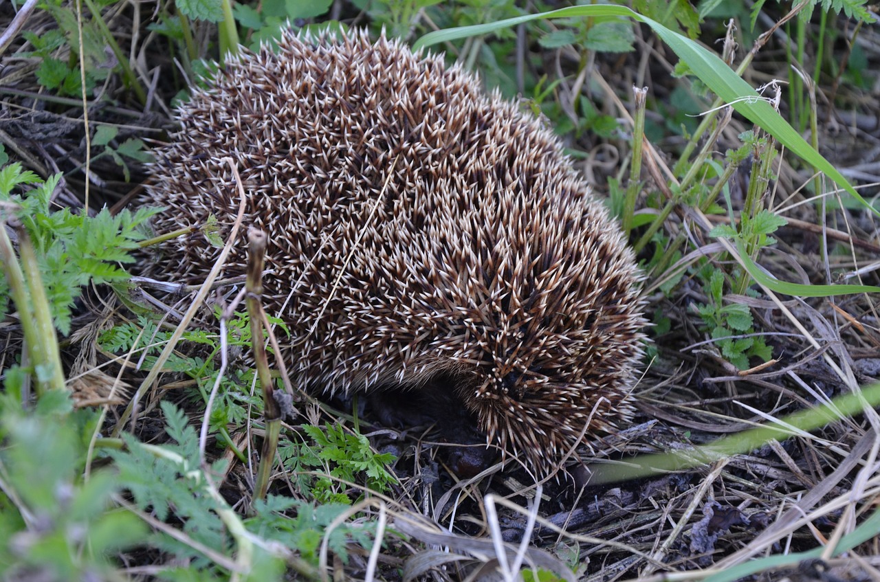 Ežiukas, Gyvūnai, Iš Arti, Nemokamos Nuotraukos,  Nemokama Licenzija