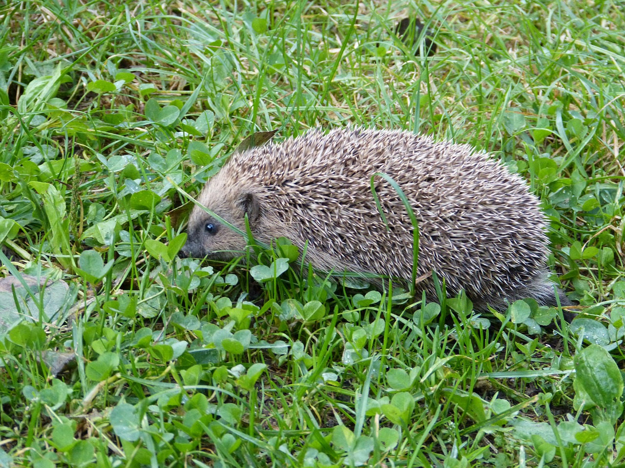 Ežiukas, Erinaceus Europaeus, Paskatinti, Gyvūnas, Plėšrūnas, Gamta, Nemokamos Nuotraukos,  Nemokama Licenzija