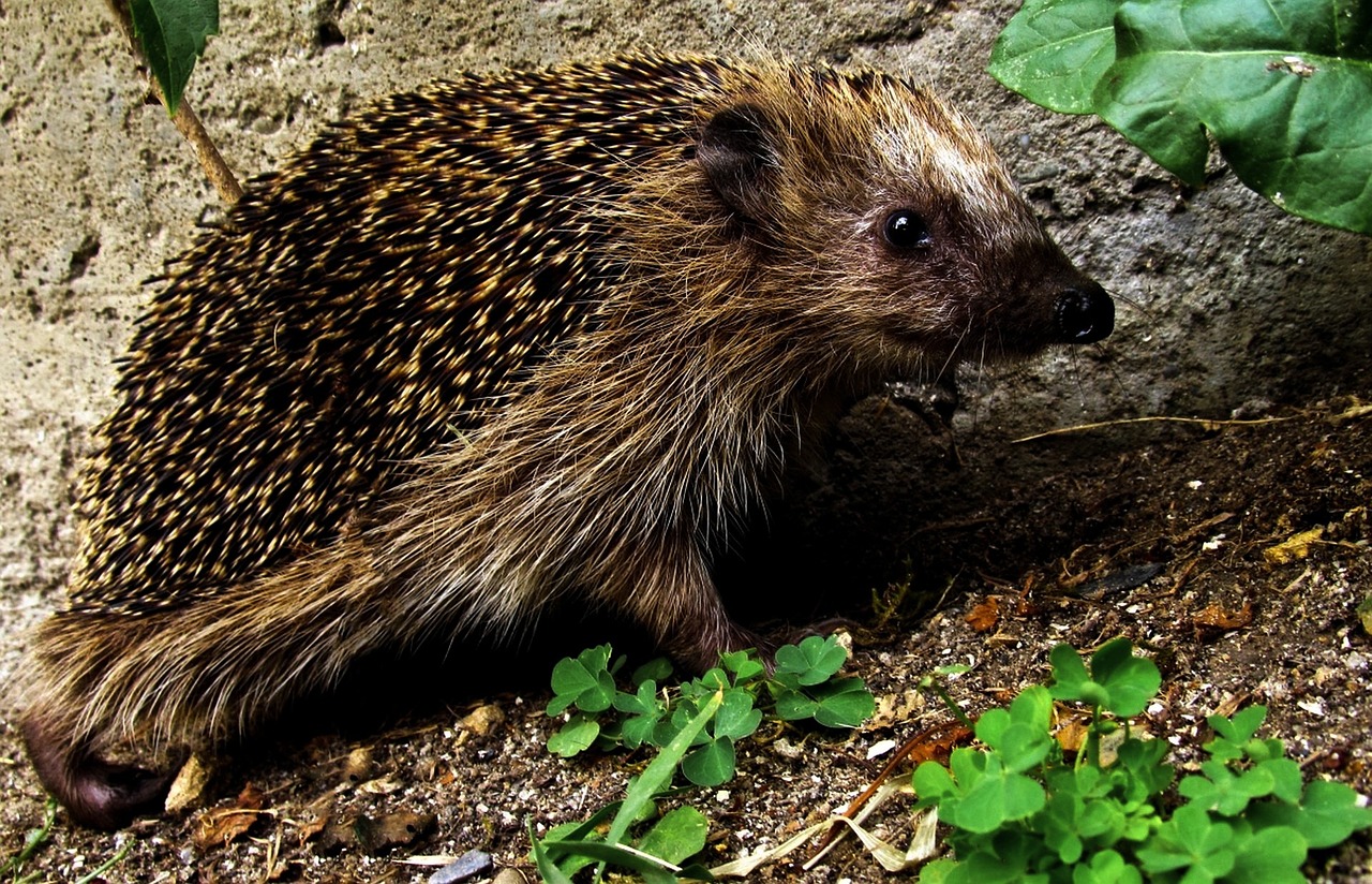 Ežiukas, Šypsokis Ežiukas, Sodas, Kamufliažas, Mielas, Gyvūnas, Šypsena, Gamta, Laukiniai, Mažas