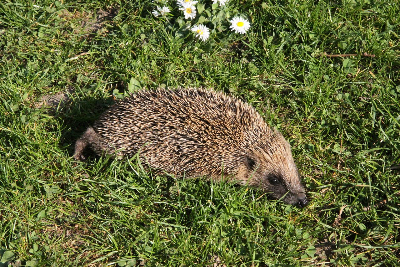 Ežiukas, Gamta, Gyvūnas, Paskatinti, Mielas, Gyvūnų Pasaulis, Pieva, Nemokamos Nuotraukos,  Nemokama Licenzija