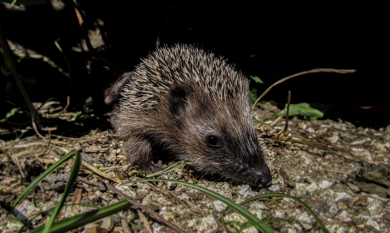 Ežiukas, Slepiasi, Sodas, Žalias, Laukiniai, Mielas, Žolė, Ruda, Žinduolis, Gamta