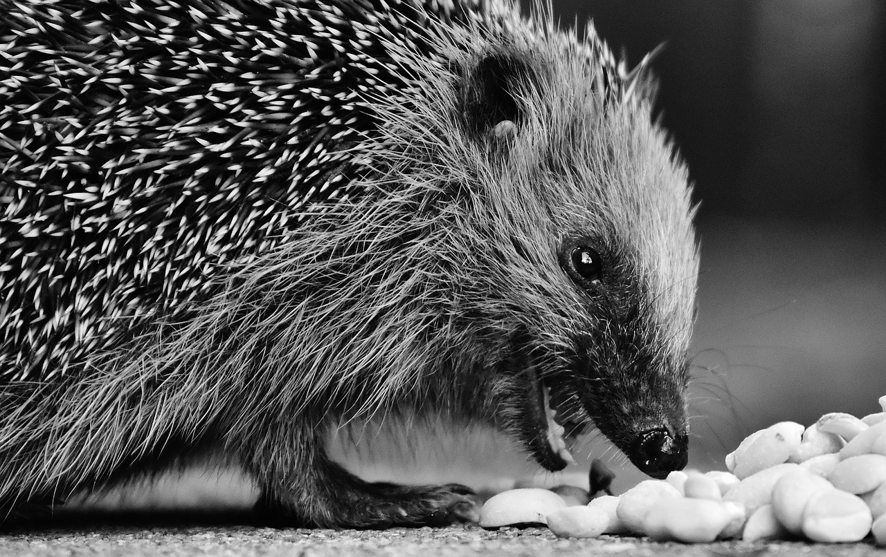 Ežiukas Vaikas, Jaunasis Ežiukas, Ežiukas, Gyvūnas, Paskatinti, Gamta, Sodas, Žinduolis, Hannah, Maitinimas