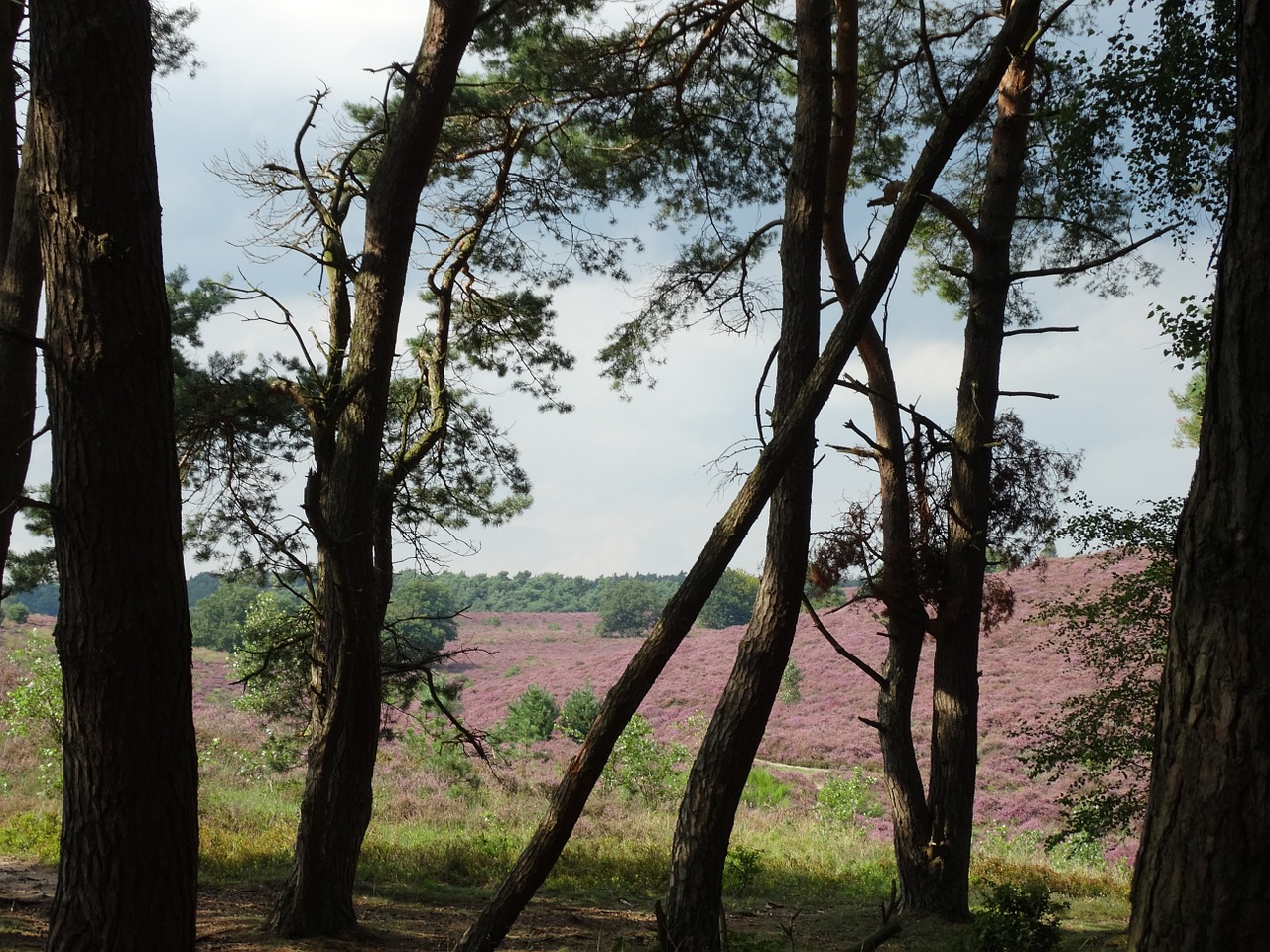 Hei, Žydėjimo Virėja, Violetinė, Gamta, Medžiai, Laukas, Augalas, Žolė, Eriterijos, Nemokamos Nuotraukos