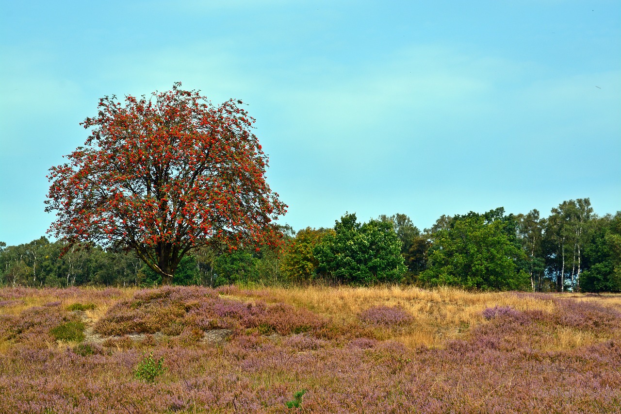 Heide, Gamta, Virėja, Lüneburg Heath, Gamtos Rezervatas, Stendas, Takas, Medis, Heathland, Žygiai