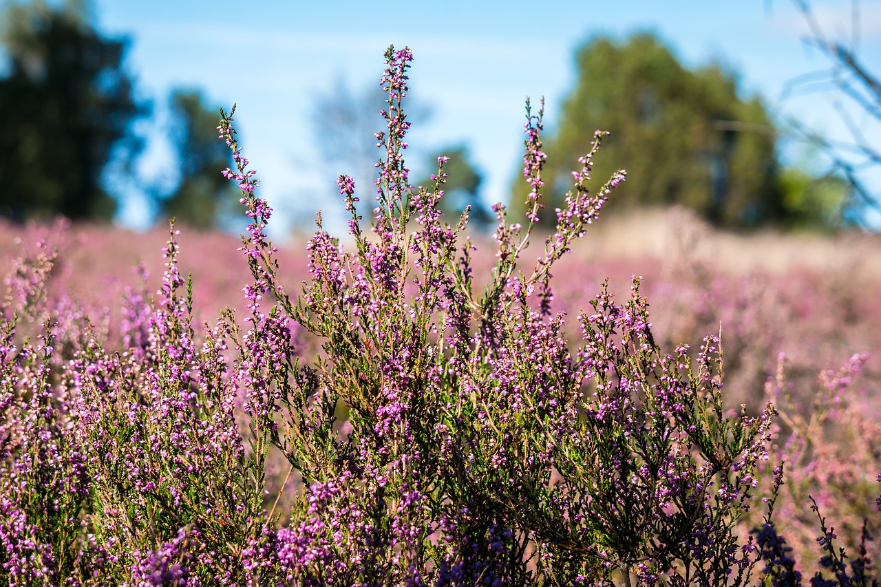 Heide, Erika, Virėja, Heathland, Erica, Gėlės, Lüneburg Heath, Calluna, Rožinis, Violetinė