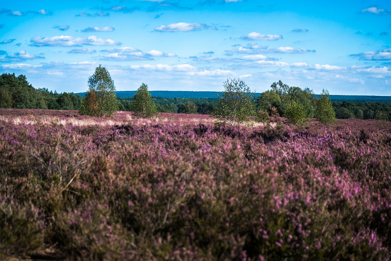 Heide, Erika, Virėja, Calluna, Violetinė, Heathland, Lüneburg Heath, Platus, Perspektyva, Nemokamos Nuotraukos